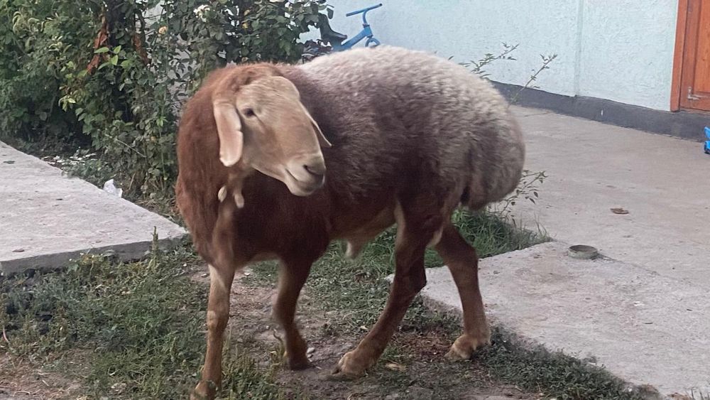 Арашан кошкар сатылады