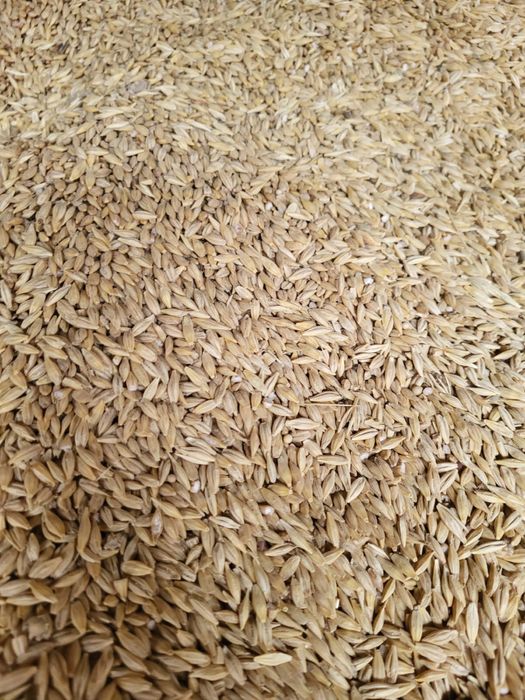 Арпа ячмень арпа ұрық