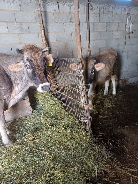 Бычок бука 10айлык