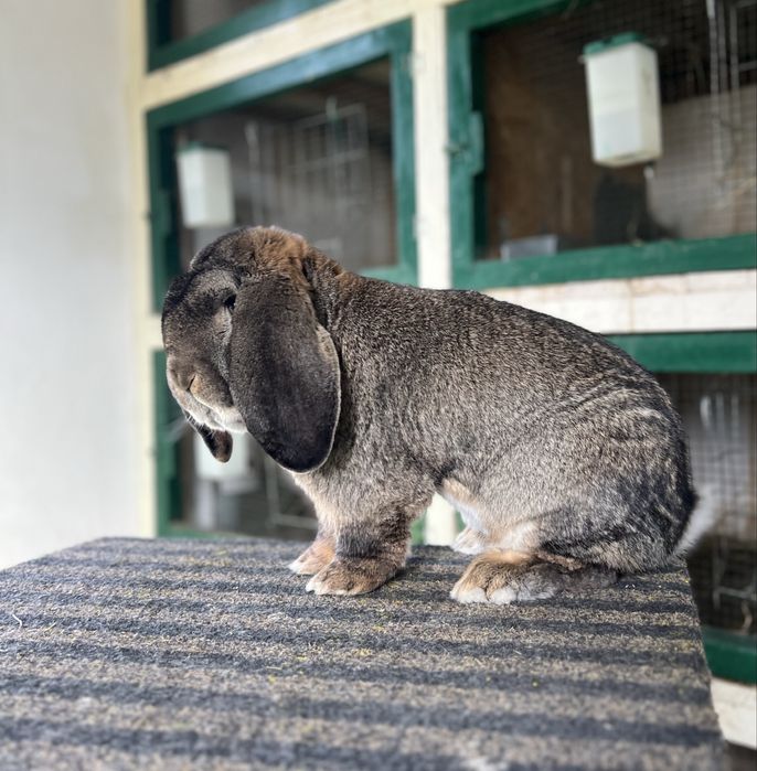 Berbec german agouti