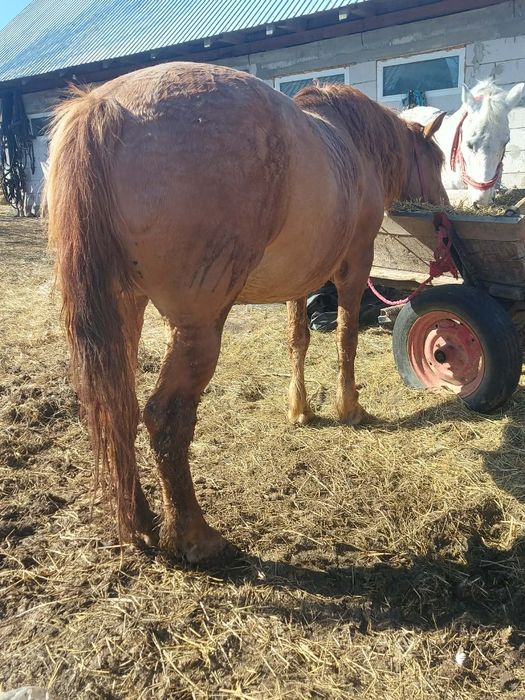 Vând iapa de abator