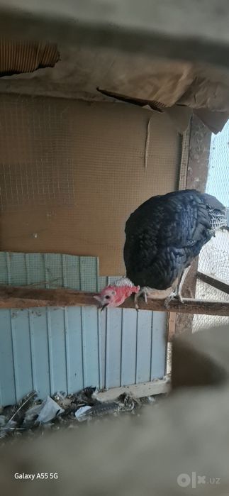 Kurka sotiladi. Adler sariq oyoq toza zot oila sotiladi.