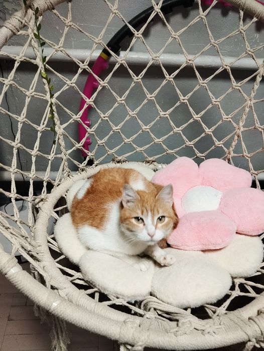 Кисы в добрые ручки