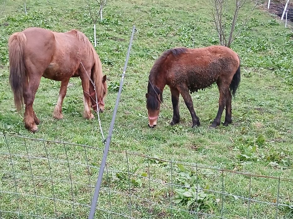 Manza de 11 luni de vânzare