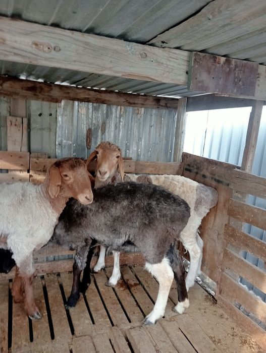 Ісек қошқар тоқтылар сатылады