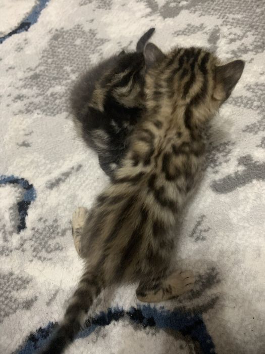 Toza zotli bengalskiy mushuk bolalari sotiladi