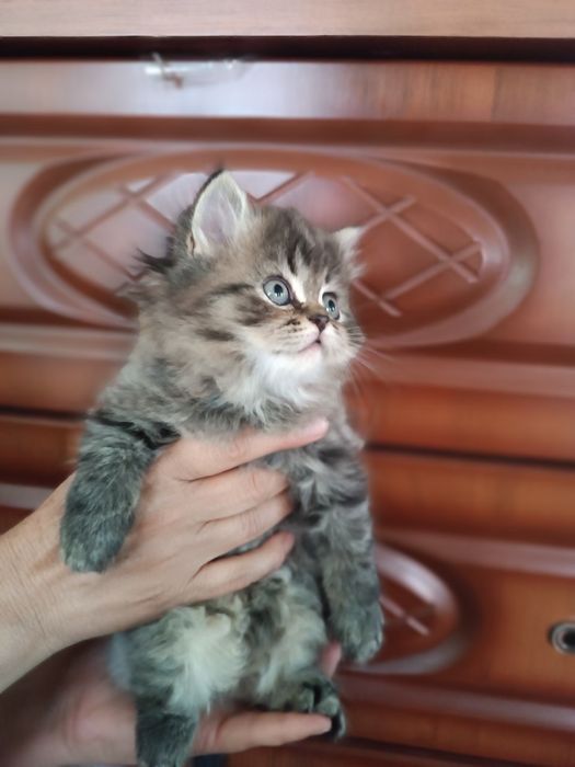 Mushuk shinshilla britian bolalari sotiladi