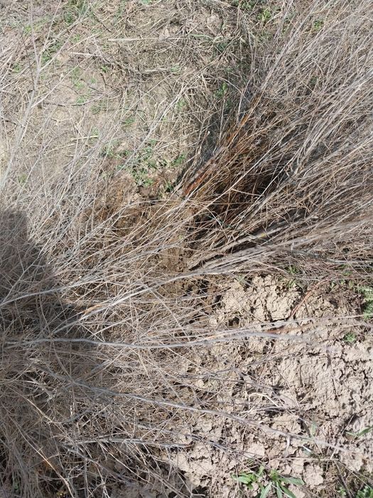 Саженцы карагача