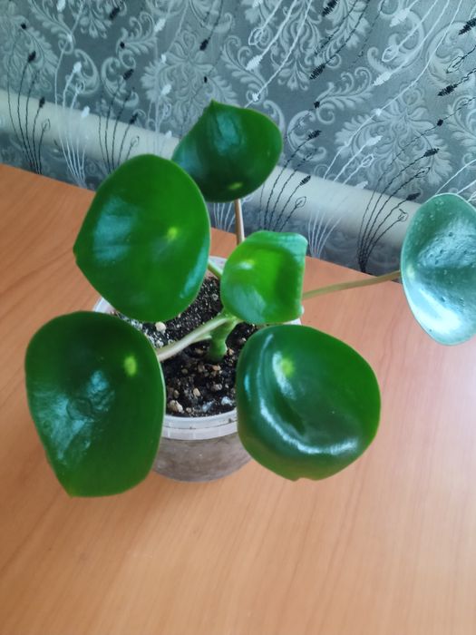 Пеперомия Строманта