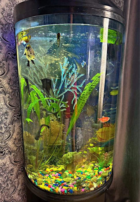 Аквариум для рыб