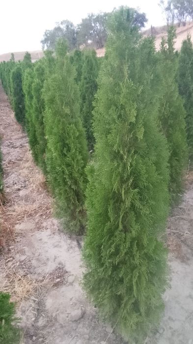 Саженцы декоративные