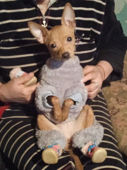 Вязка той терьер Девочка