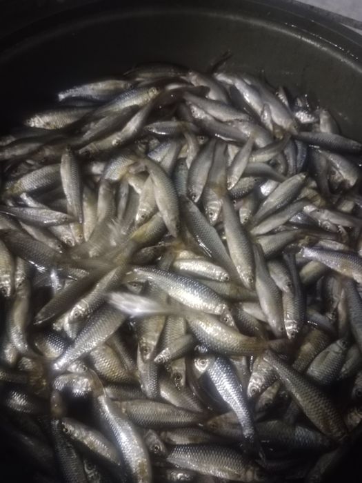 Продам мелкую рыбку