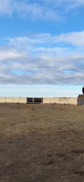 Продам заборные плиты