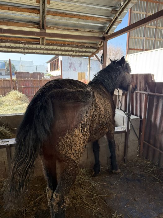 3 жасар байтал ургашы семиз