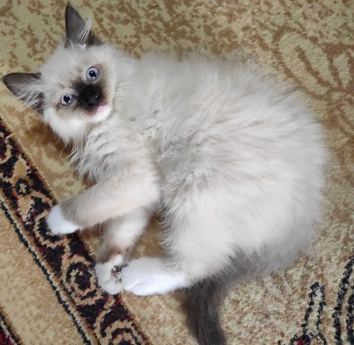 Чистокръвни котенца Ragdoll/ Регдол