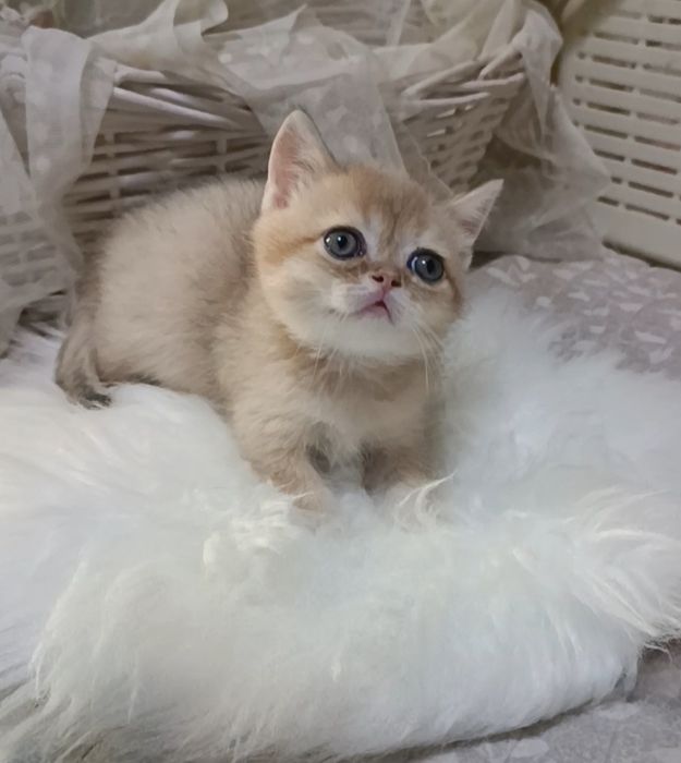 Золотая шиншилла, мальчики