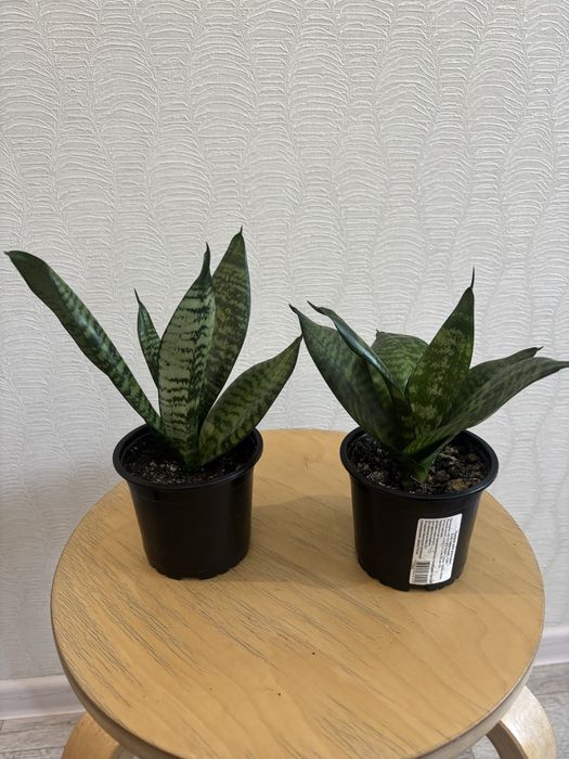 Продам комнатные цветы