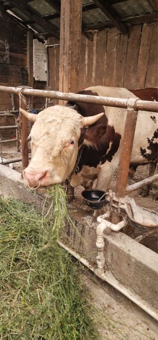Vând doi tauri un baltat și un angus