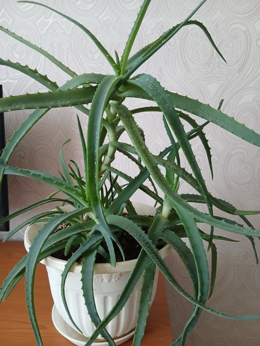 Древовидное лечебное алоэ
