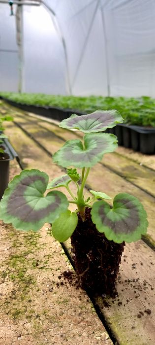 Мушката за доотглеждане