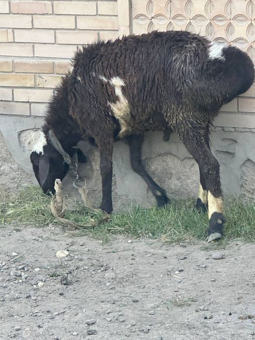 Uyda yaxshi boqilgan zotdor qo'ylar tezda  sotiladi.