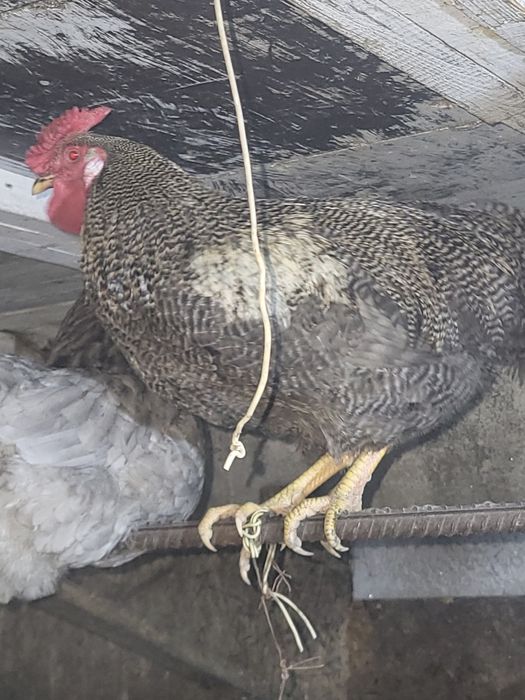 Продам петухов породистыхт