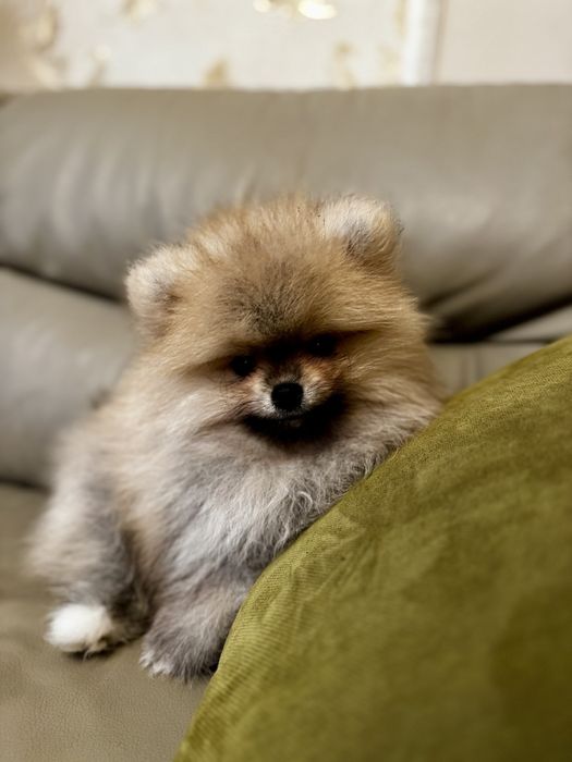 Померани - Мъжки