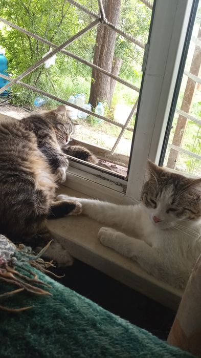 Котята полупородистые