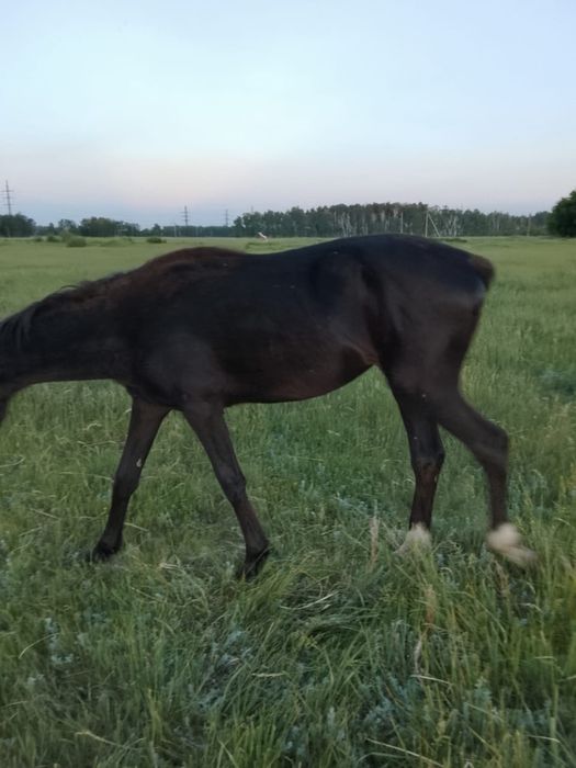 Продам кабылки 2 год 1 год