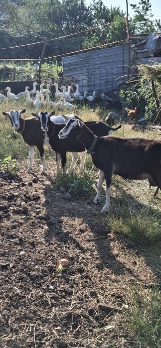 Vind capre iede cu lapte de un an la prima fătare