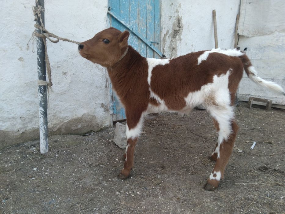 Бұзау сатылады, продам телёнка