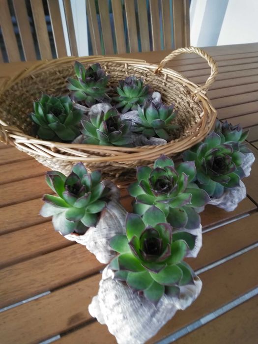 Дебелец  и  два вида седум