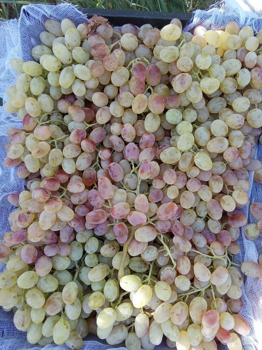 Yosh onalar jinsiy aloqa video