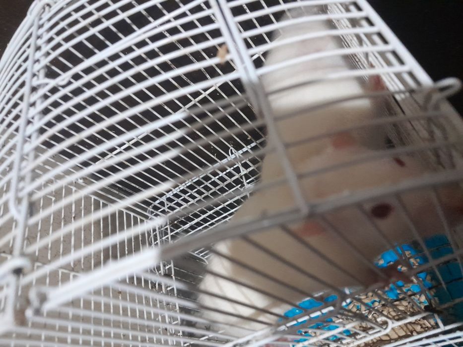 Отдам крыс бесплатно