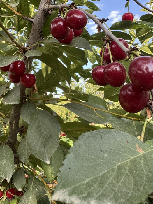 Meva Gilos shiponka bog’