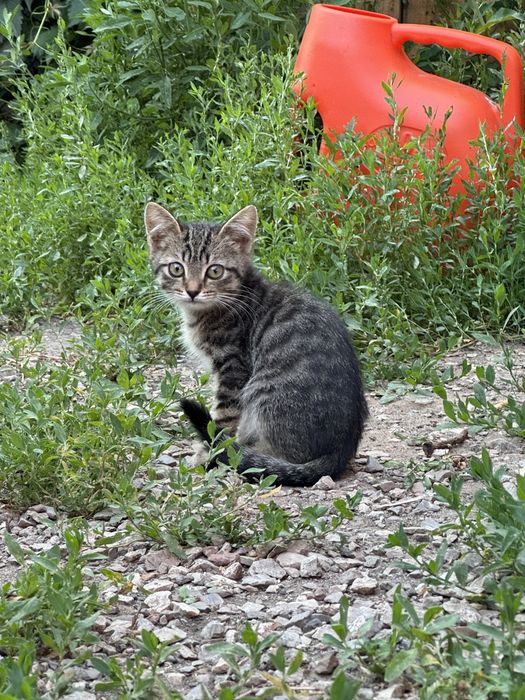 отдам котят, девочки