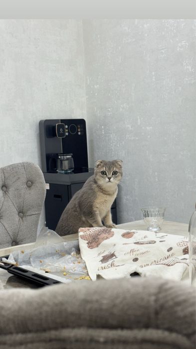 Scottish Fold cincilla rang