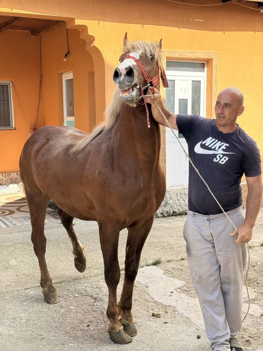 Vand carlan in varsta de un an jumatate