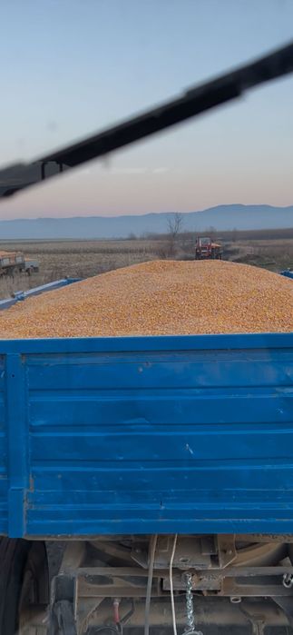 Vand porumb recent recoltat