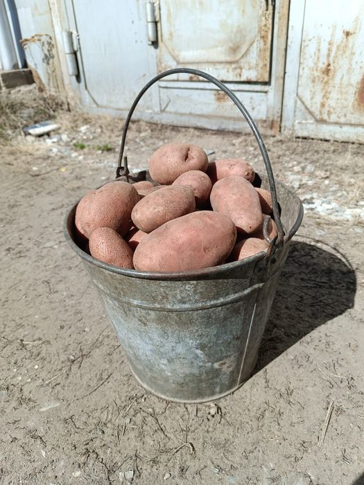Домашний картофель