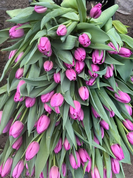 Оптом тюльпаны алматы в городе есть склад