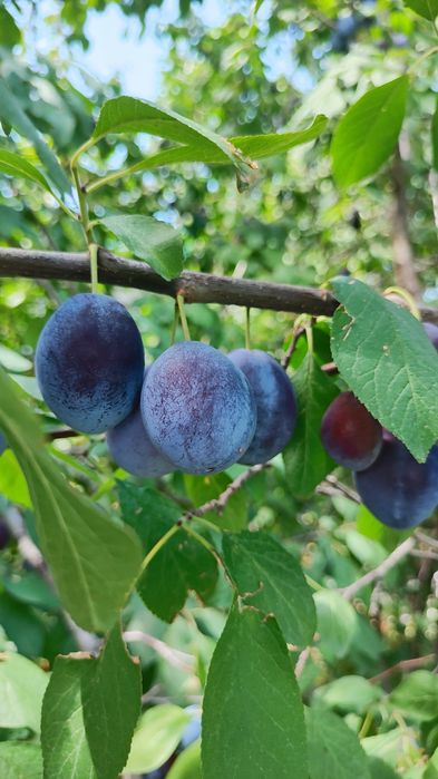 Саженцы чернослива