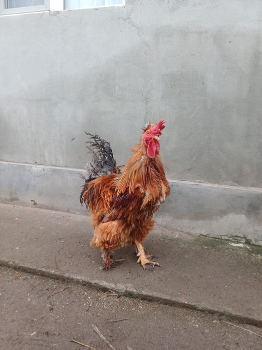 Vand cocos  de casa motat