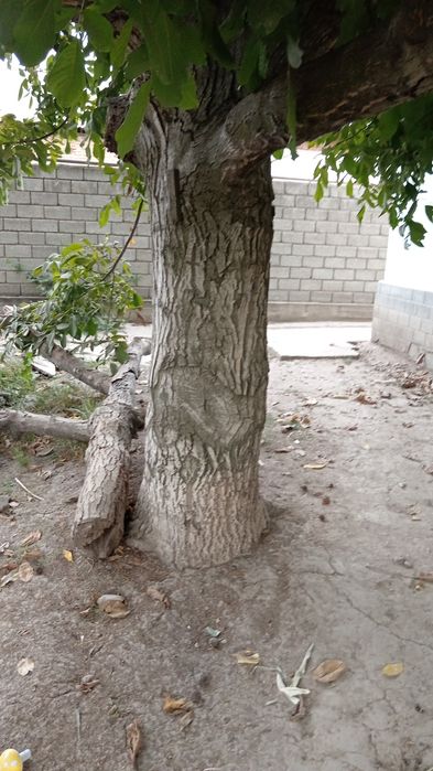 Yong'oq daraxt sotiladi