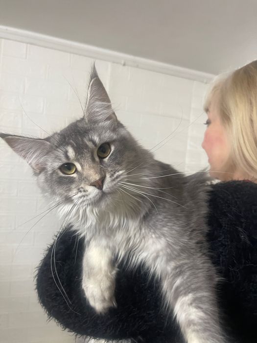 Maine Coon cu părinții campion.