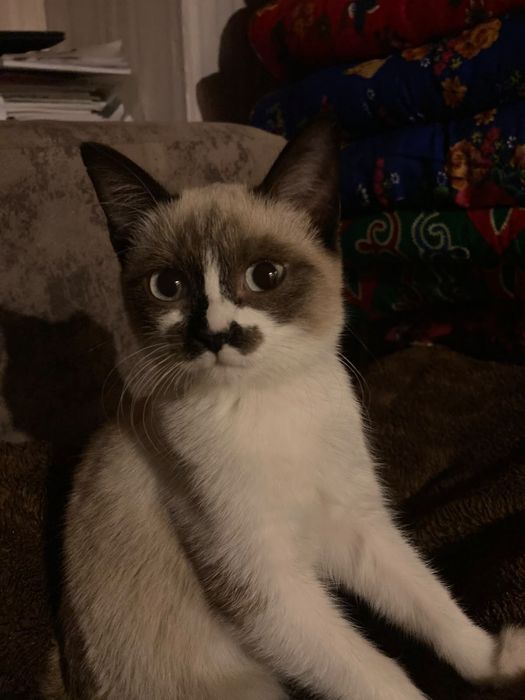 Котёнок в добрые руки !
