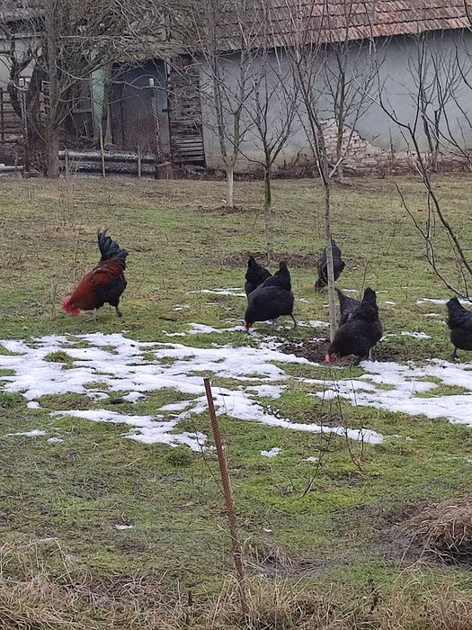 Ouă pentru incubat puicuțe(găini) marans