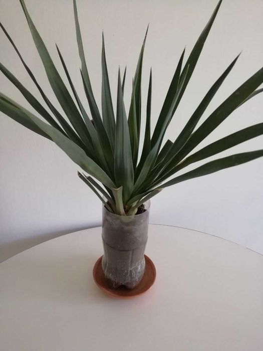 Саженцы садовых растений девичий виноград, юкка, кампсис, мальва