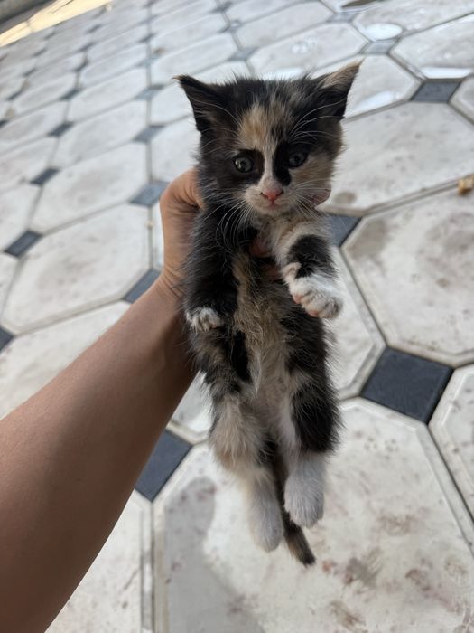 Отдам котят в хорошие руки